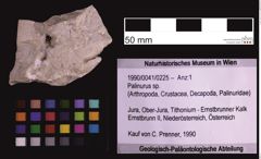 Foto (Objekt + Etiketten) von Palinurus sp. (NHMW-GEO-1990-0041-0225)